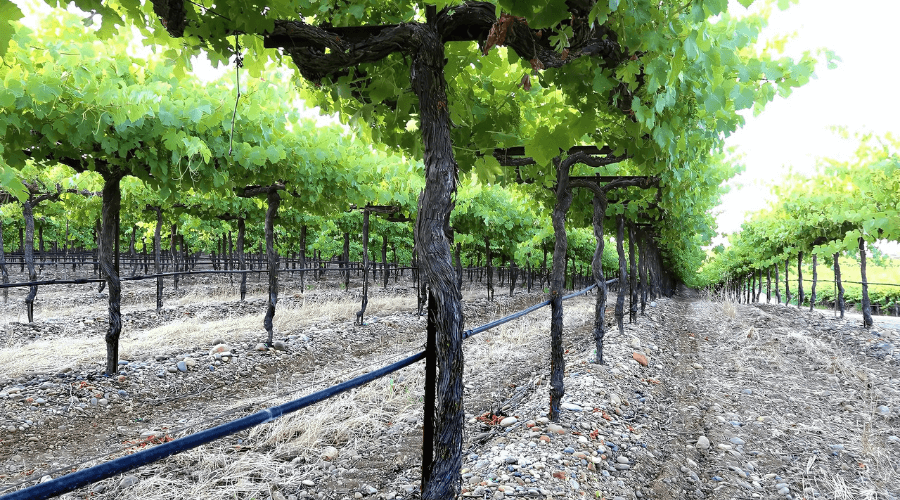 Syrah Vines