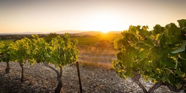 Cellier des Dauphins